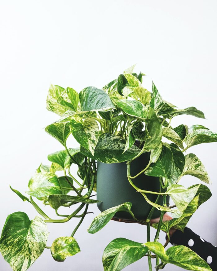 how to decorate with indoor plants: pothos